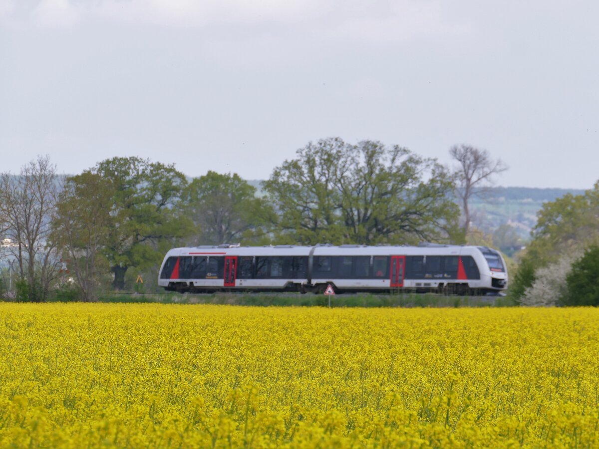 Raps und die Unstrutbahn. abellio 1648 xxx als RB 80555 von Wangen (U) nach Naumburg (S) Ost, am 05.05.2022 zwischen der Saalebr�cke Ro�bach und dem Esig von Naumburg (S) Hbf.