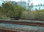 Bl�hende Landschaften auf den ehemaligen Rangiergleisen, am Ostkopf vom Bf Laucha; 12.09.2009