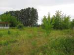 Die Natur hat auf den ehemaligen Gleisanlagen im Bf Laucha die Oberhand �bernommen...; 06.06.2011