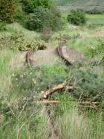 Ein fast v�lig zugewachsenes Gleis zum fr�heren Kaliwerk in Ro�leben; 12.05.2012 (Foto: G�nther G�bel)