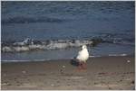 Strandleben an der Ostsee  (29.09.2017)