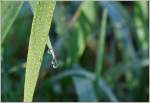 Regentropfen  (23.10.2015)