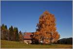 Drei Birken im leuchtenden Herbstgewand.