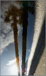 Palmen im Spiegelbild einer Wasserpf�tze.
