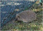 Stacheliger Besuch in unserem Garten.